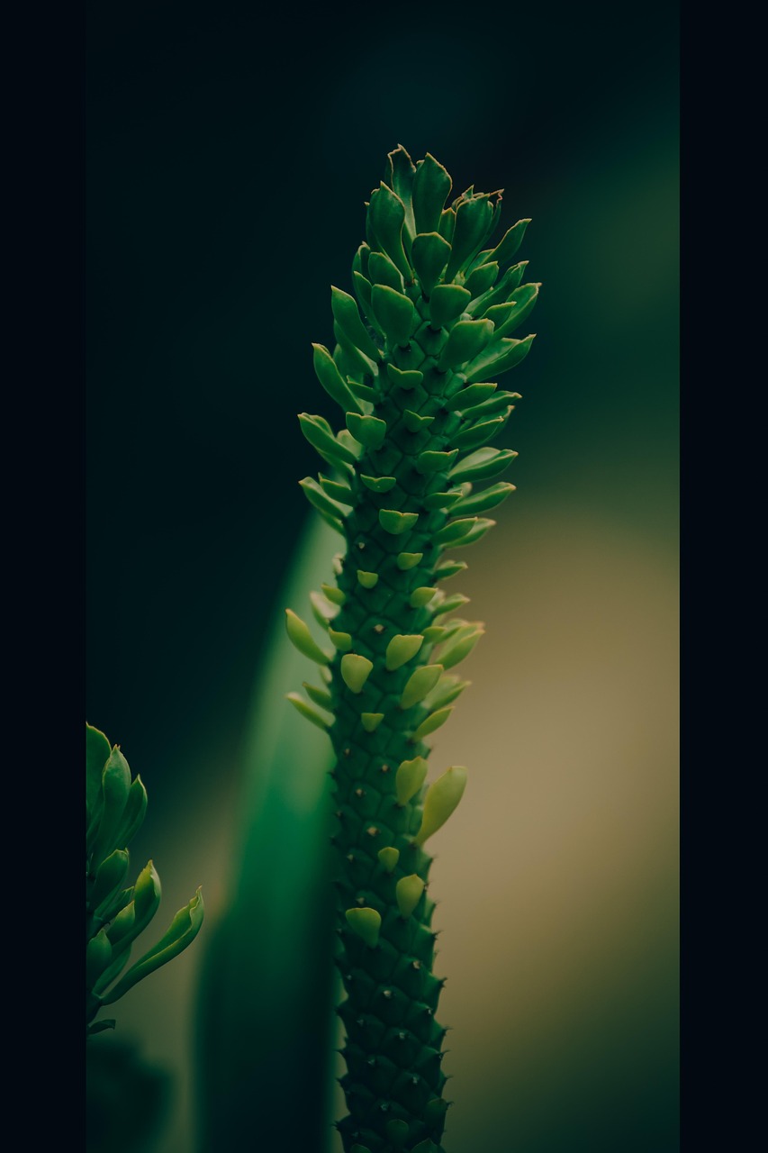 green, plant, nature, juicy, blade, herb, botany, decorate, flora, summer, wild plants, photography, thailand, light, landscape, beauty, outdoor, bloom, beautiful, asia
