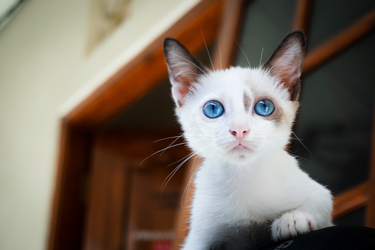 kitten, blue eyes, cat's eyes, cat, feline, pet, white cat, domestic, domestic cat, portrait, cat portrait, young, young animal, mammal, animal, kitty, looking, snout, whiskers, curious