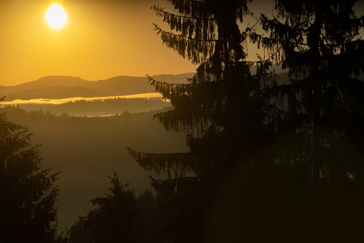 forest, trees, mountains, sunrise, morning, nature