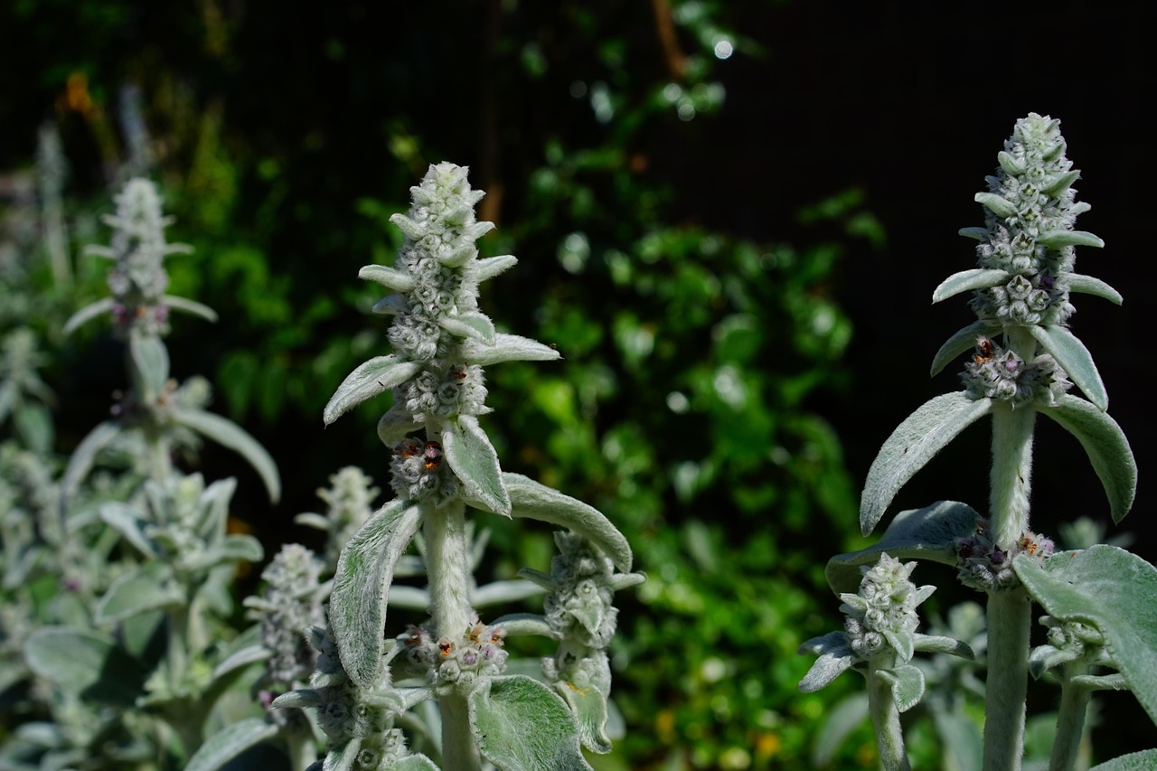 stachys wool, stachys, blossoms, inflorescence, plant, shrub, flora, stachys byzantina, stachys lanata, grey leaves and, ground cover, wool betony, silver, dog's ear, rabbit ear, fluffy tomentose, fluffy, felty, leaves, hair, woolly, farmer garden perennial, white, hairy, haired, gray, greyish, velvety, silvery
