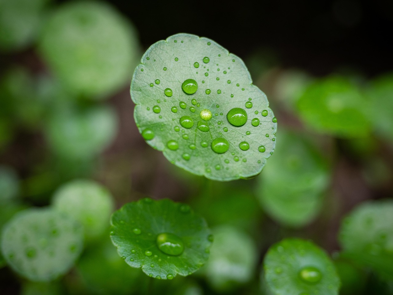 pennywort, leaves, dew, wet, dewdrops, foliage, greenery, plant, raindrops, nature, spring, closeup