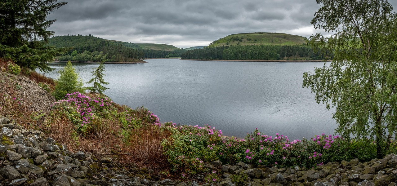 derwent reservoir, peak district, derbyshire, upper derwent valley, rhododendron, pink, landscape, water, sky, trees, summer, tranquil, mood, rocks, shore, england, british, hills, countryside
