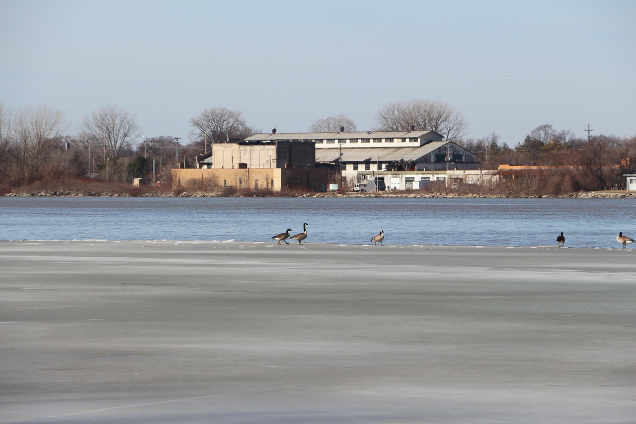 frozen river, birds on frozen river, winter river scene, frozen, saginaw river, michigan river, michigan