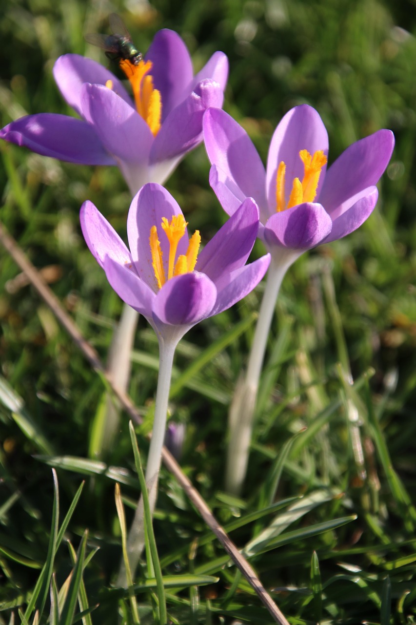 crocus, flower, for, spring, flowers, colorful, frühlingsanfang, nature, spring flower, blossom, purple