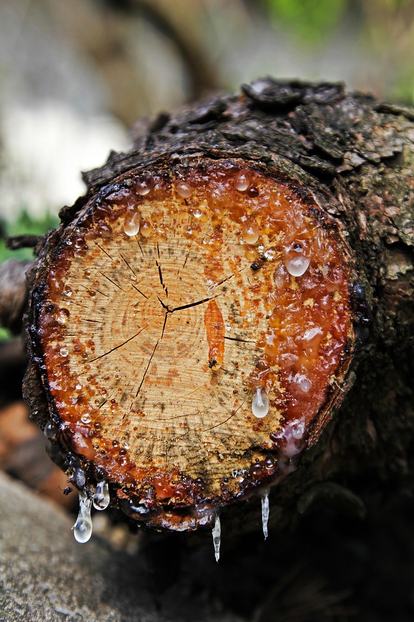 tree resin, resin, resin discharge, tribe, resin leakage, amber, wood, tree, nature, wound, tree pruning, resins, sticky, branch, close up, forest, garden, lumberjack