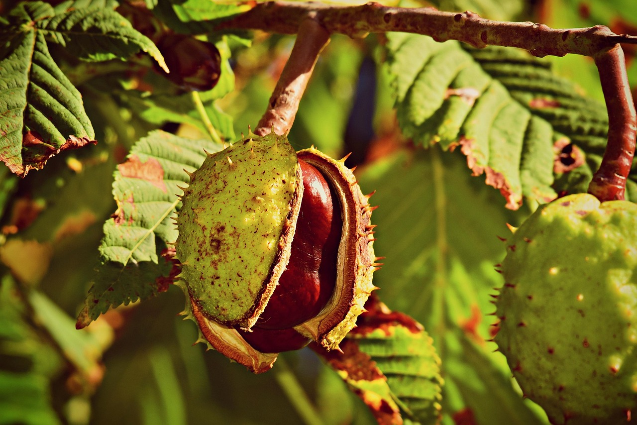 horse chestnut, nut, conker, husk, branch, tree, foliage, castanea, ripe, prickly, autumn