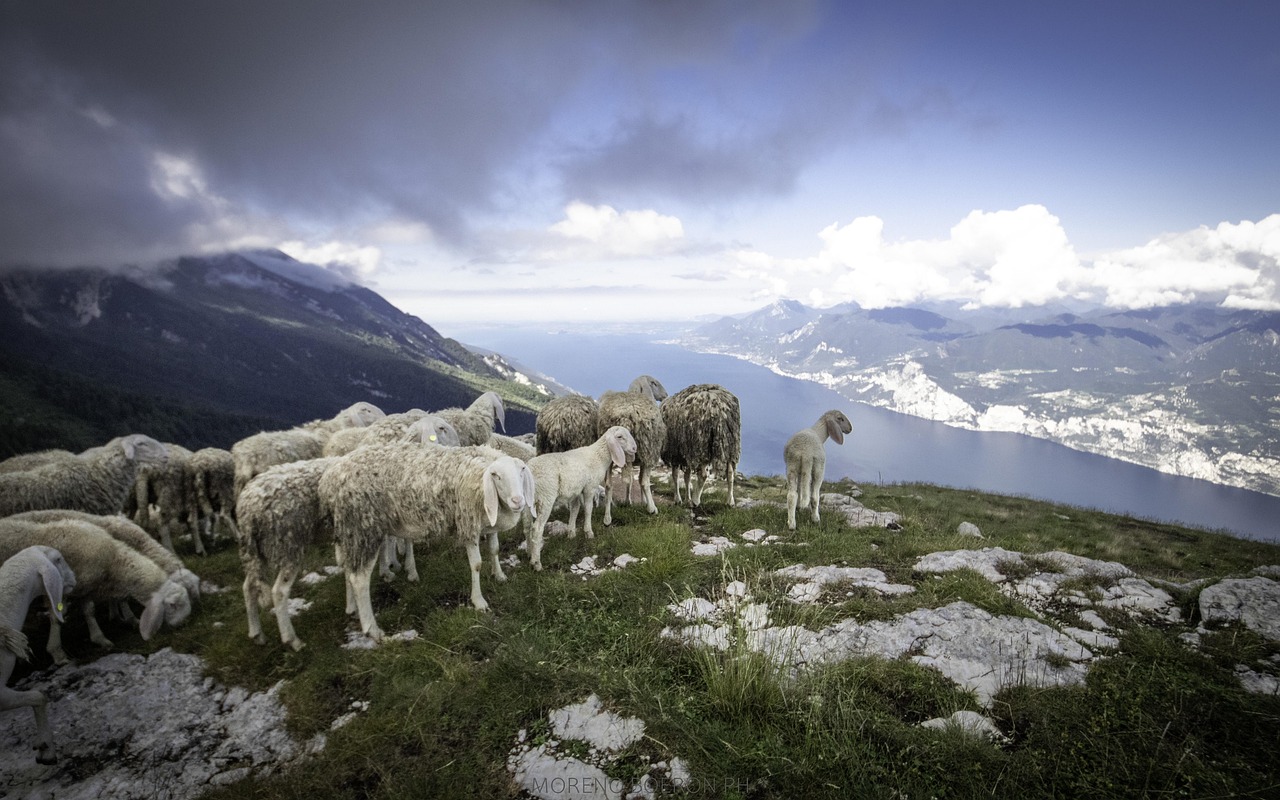 sheep, mountain, view, clouds, flock, lake, nature, landscape