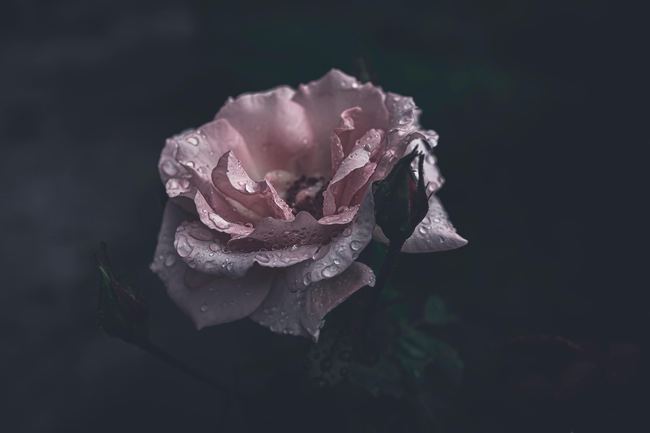 pink rose, rose, pink flower, droplets, rain drops, after the rain, moody, gloomy, nature
