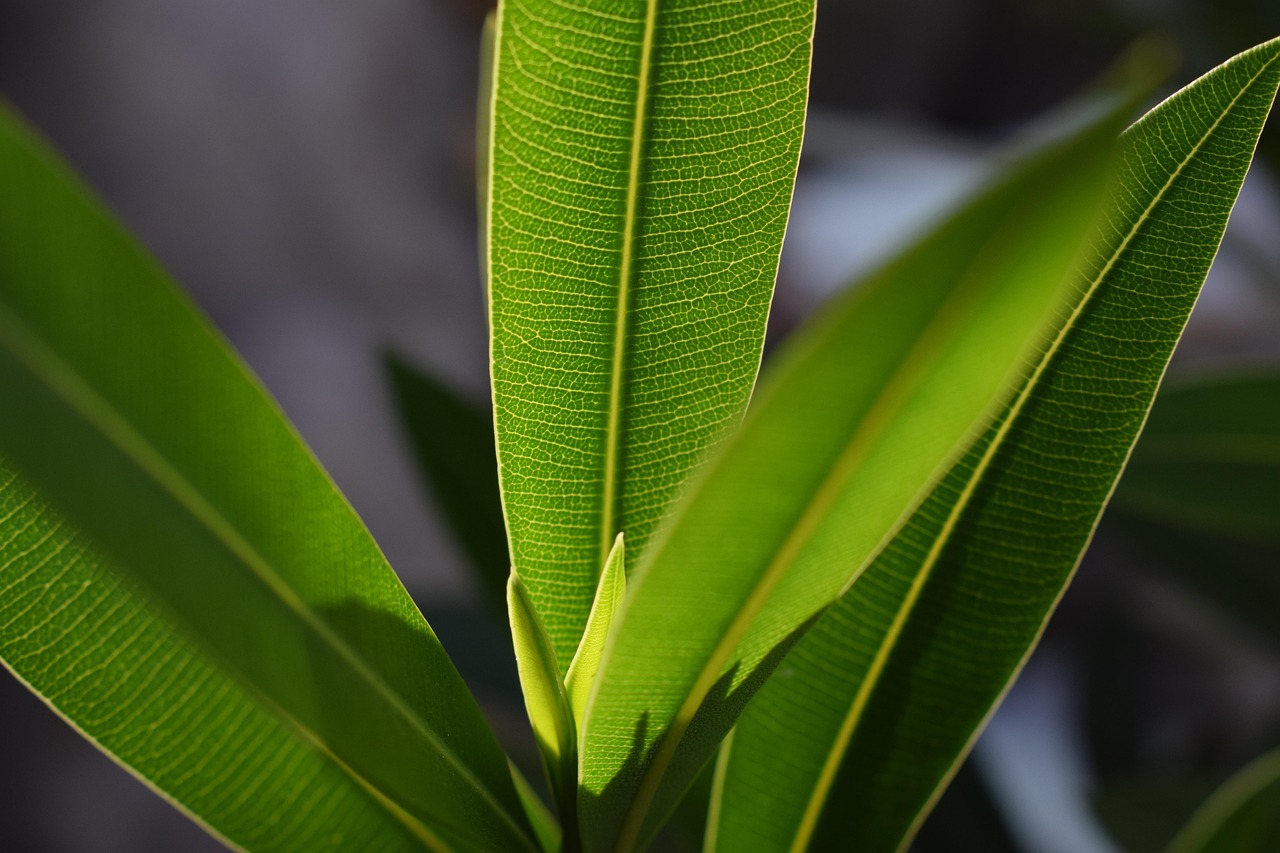 foliage, plant, green, leaf veins, leaves, new shoot, nature