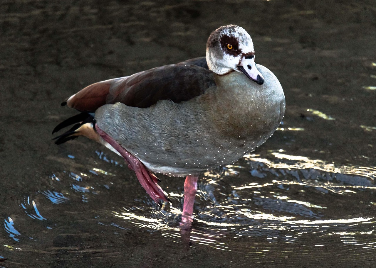 goose, nile goose, bird, beak, feathers, river, avian, ornithology, animal, fauna