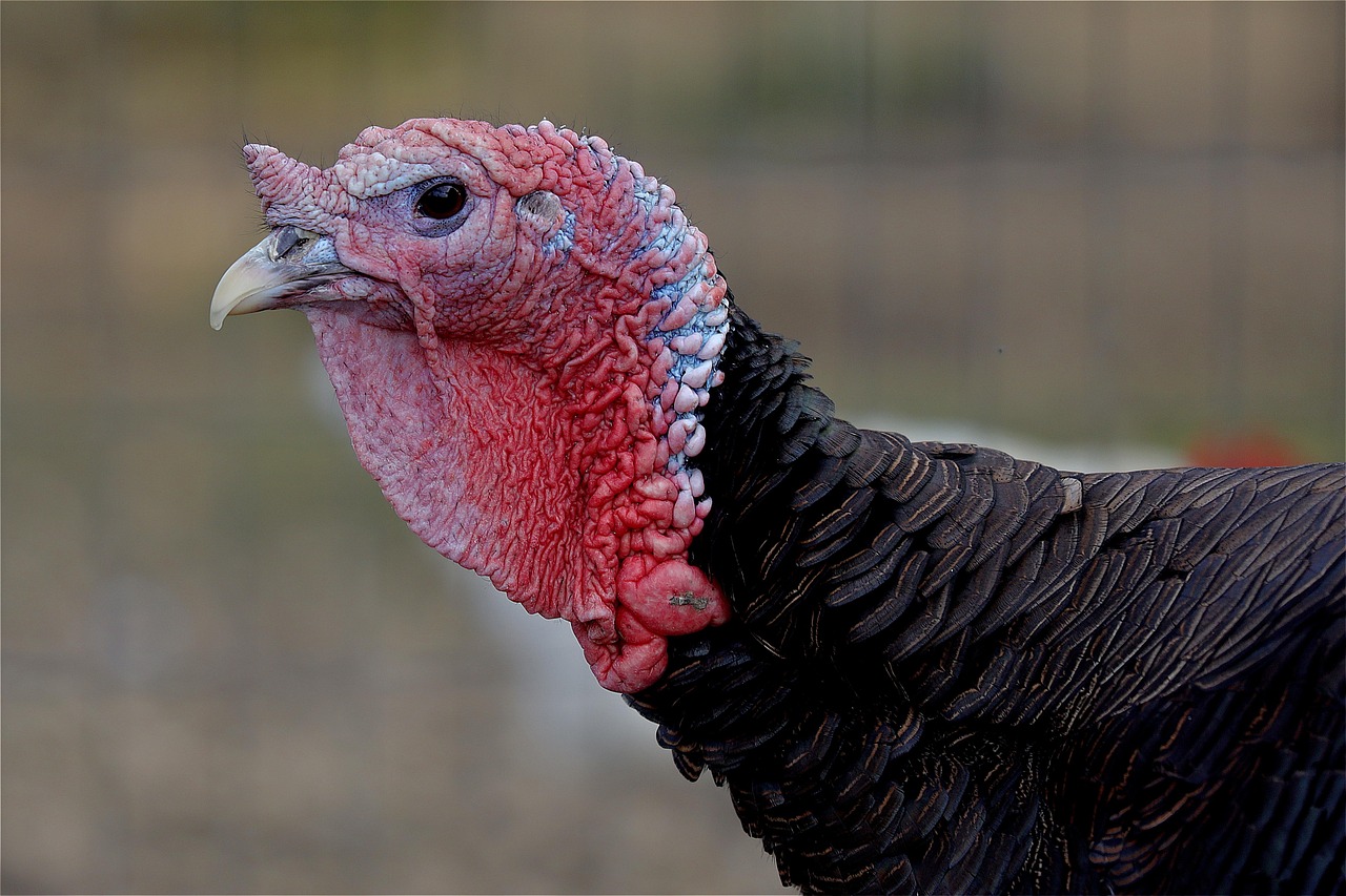 turkey, bird, poultry, agriculture, skin flap, bill, feathers, free range