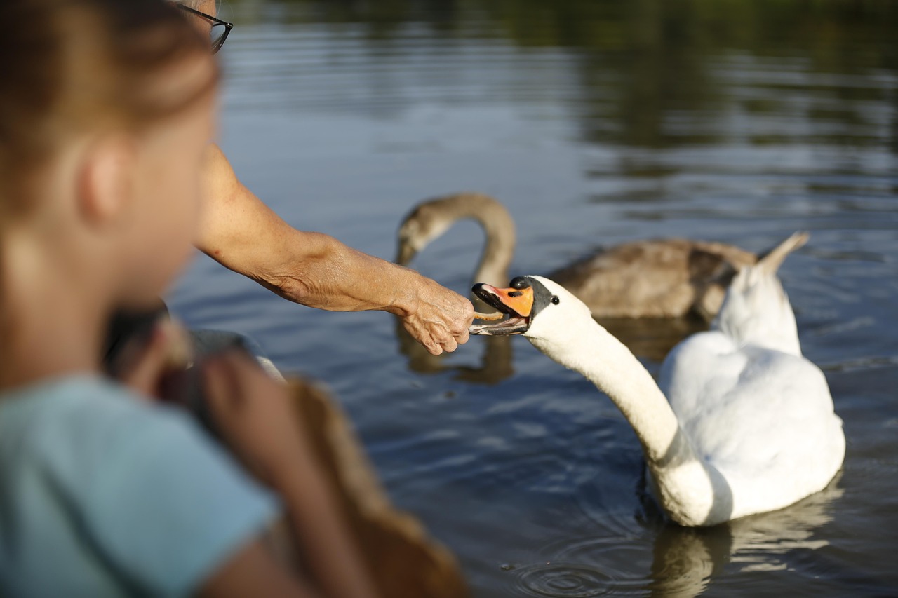 swan, water bird, animal, bird, noble, cub, water, white