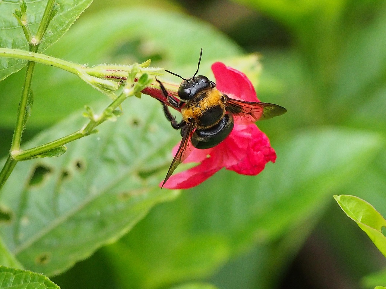 bumblebee, pick honey, garden