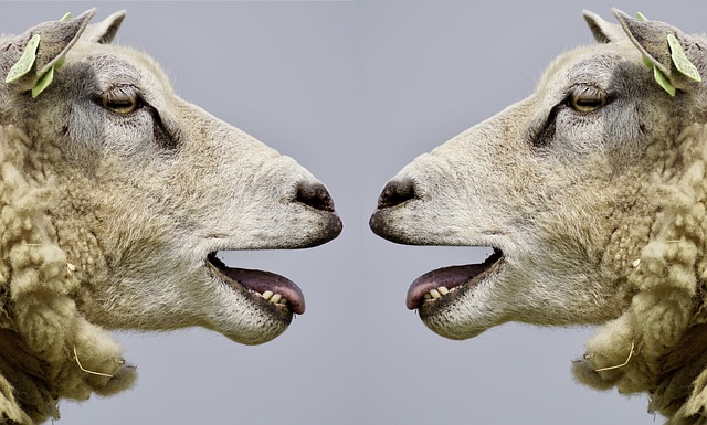 Image for Encouraging Transparency: How Surveys Strengthen Leader-Team Communication.