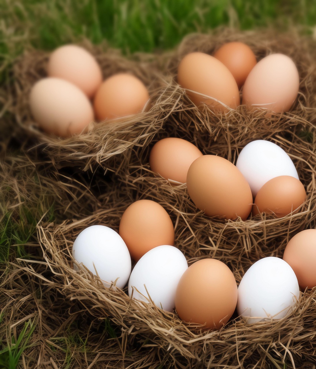 ai generated, eggs, shell, nest, white eggs, chicken eggs, free range eggs