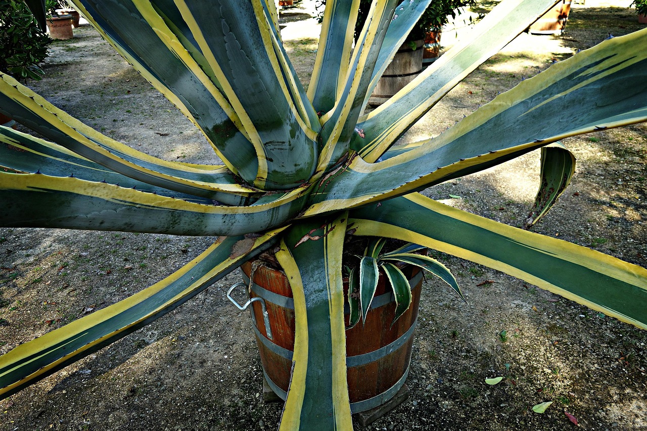 agave, agave americana marginata, succulent, monocot, thorn, spike, plant in a tub, orangery, amstelpark, amsterdam, amsterdam-buitenveldert, netherlands