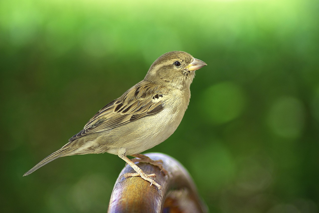 sparrow, bird, sitting, wing, plumage, birdie, sparrows, birds