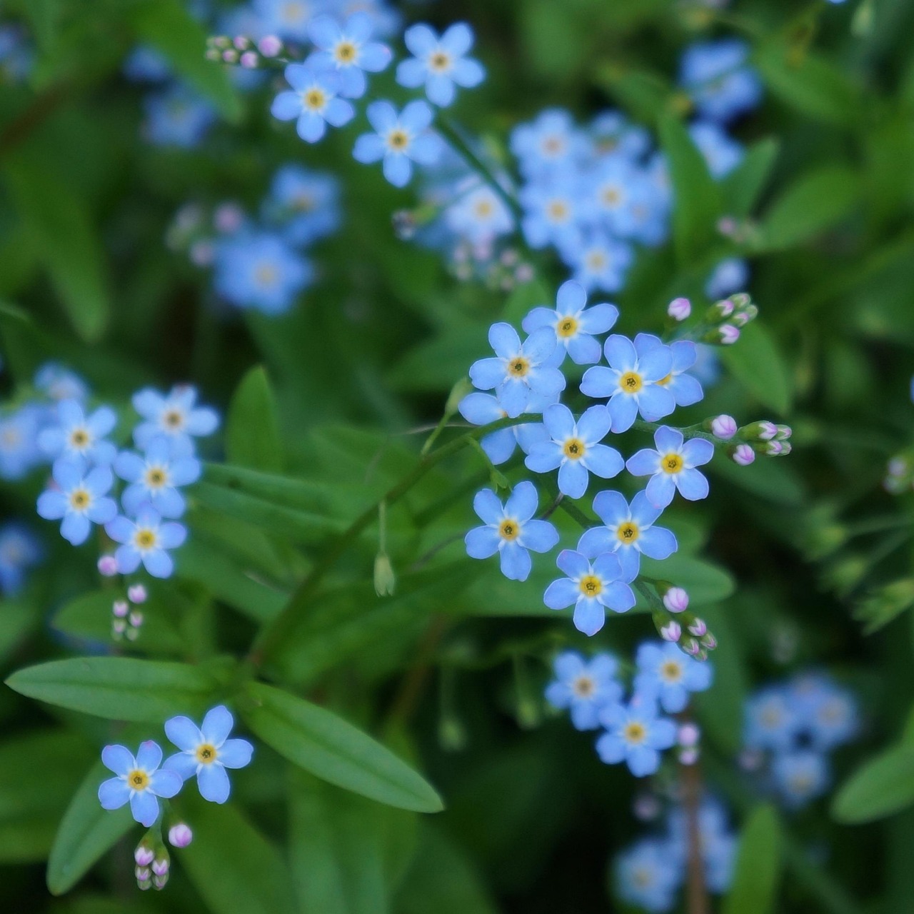 pet, myosotis, small blue flowers, sensitive, gentle
