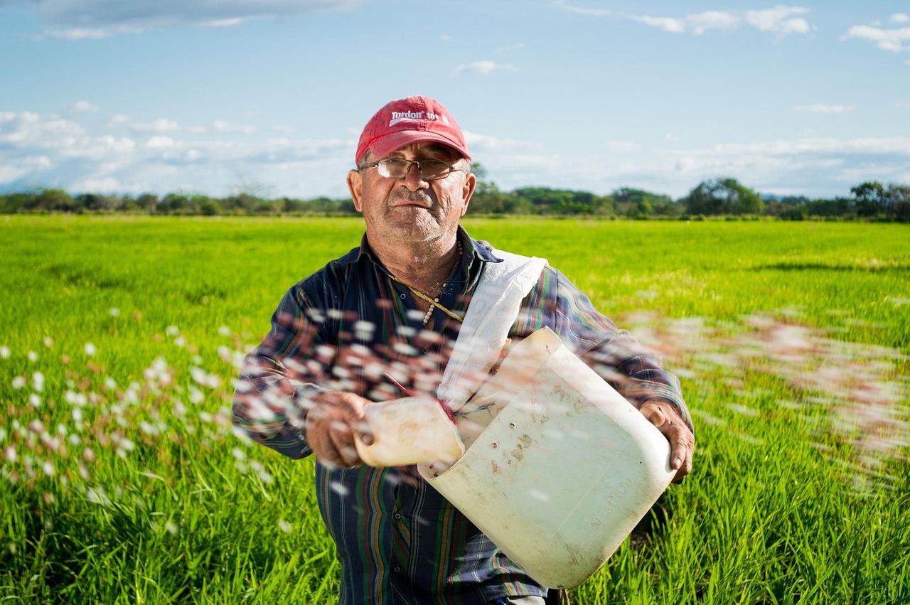 man, farmer, rice fields, rice crops, colombia, field, neiva, rice, farming, sowing, agriculture, cultivation, farmland, rural, countryside