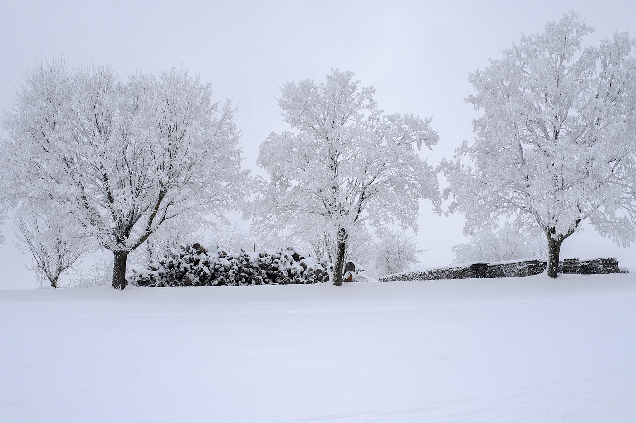 trees, field, winter, snow, cold, covered in snow, winter mood, snow landscape, fog, wood pile, pile of wood, landscape, nature, mühlviertel, austria
