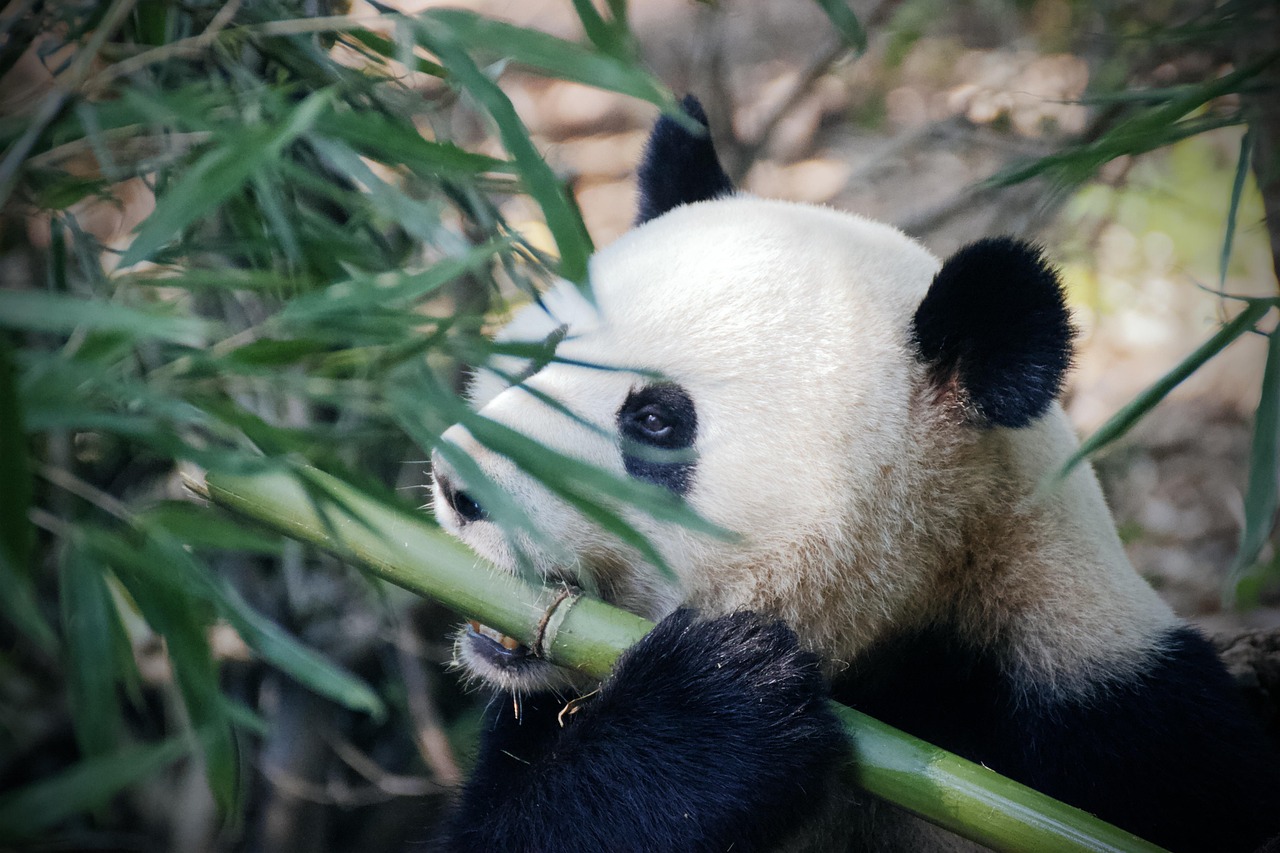 panda, pandabear, bamboo, eating