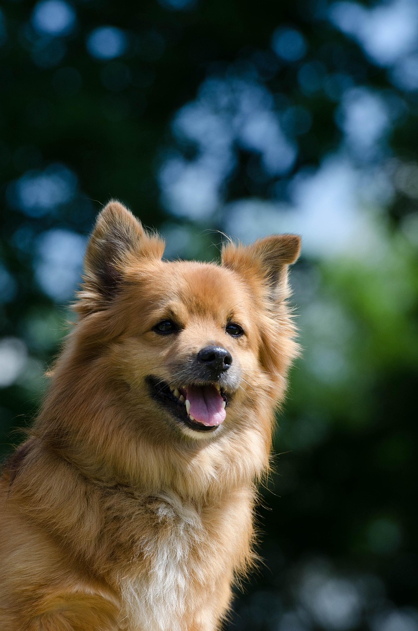 dog, hybrid, little hybrid, domestic animal, small dog, brown, loyal to, cute, fur