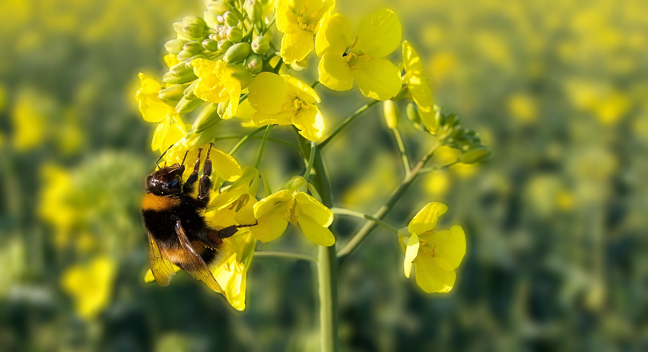 hummel, rapeseed, flower, field, yellow, insect, fly, bourdon, pollination, bestäubung landwirtschaft, rapskultur, kultur, wallpaper, yk