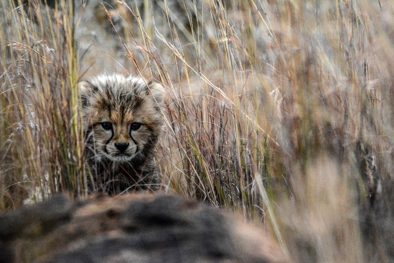 cheetah, african cat, big cat, predator, baby animal, cute animal, animal, mammal, african, wildlife
