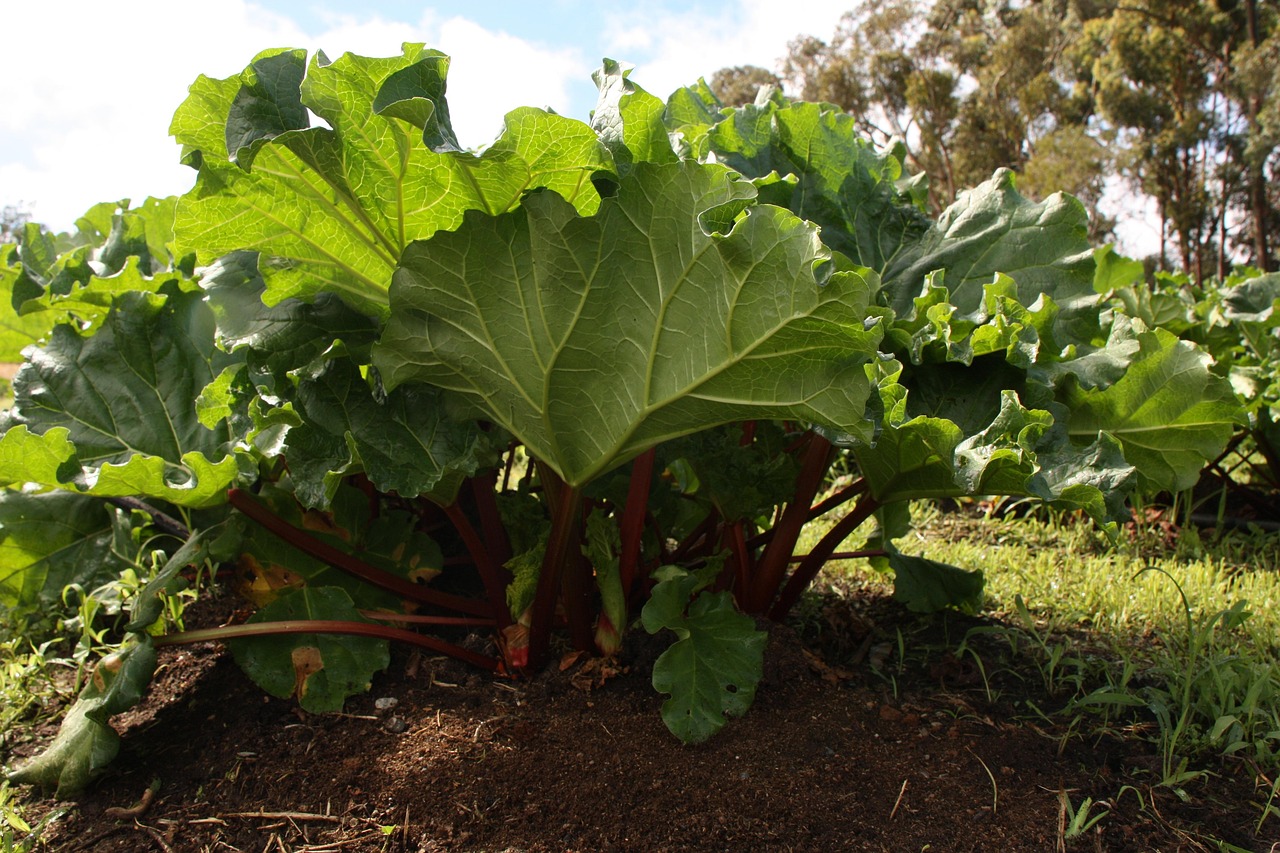 rhubarb plant, garden, rhubarb, organic, vegetable, homegrown, gardening, garden-rhubarb, rhubarb-leaves