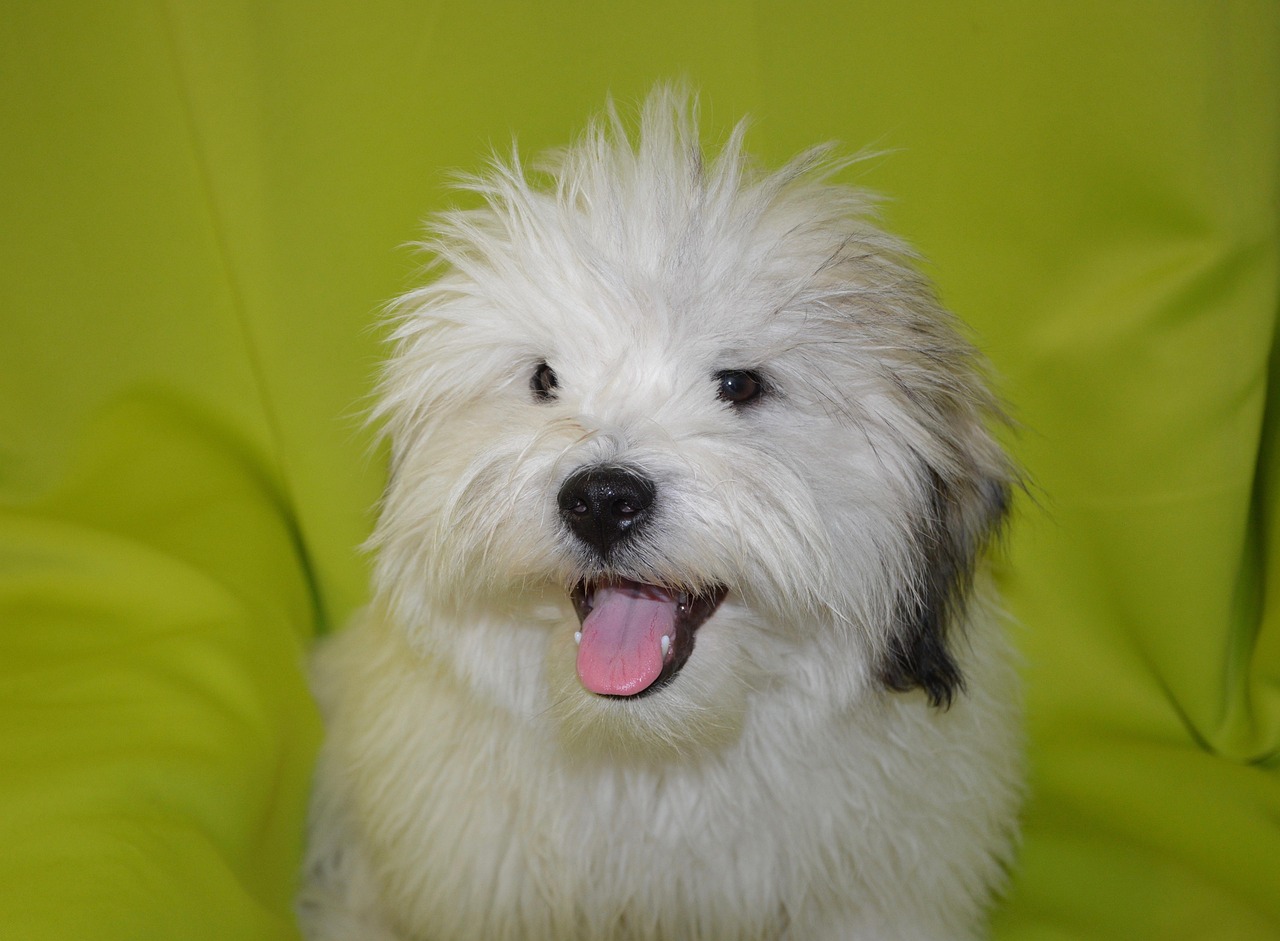 dog, young dog, dog coton tulear storm blue, hair long, white fur