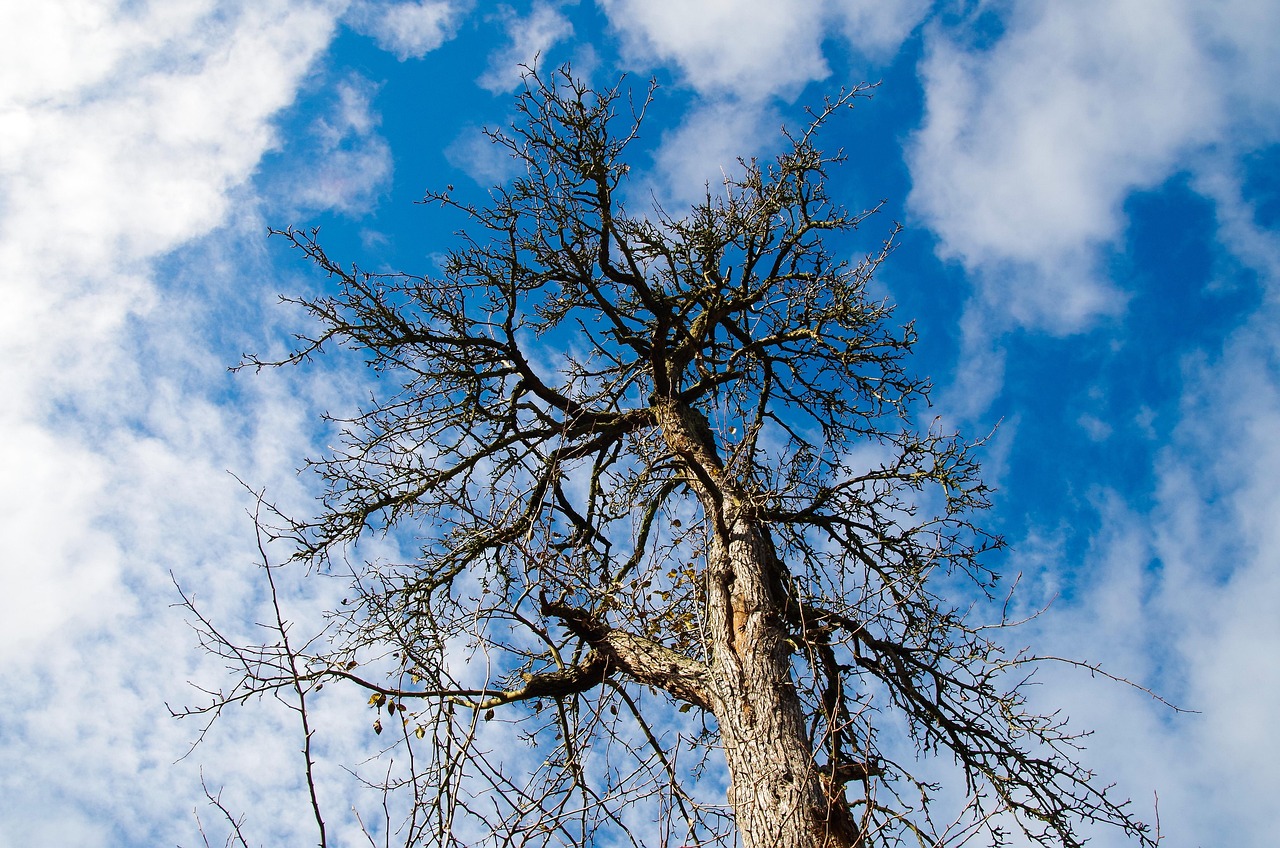 tree, branches, sky, bare tree, trunk, bark, wood, fruit tree, withered, fall, autumn, clouds, nature