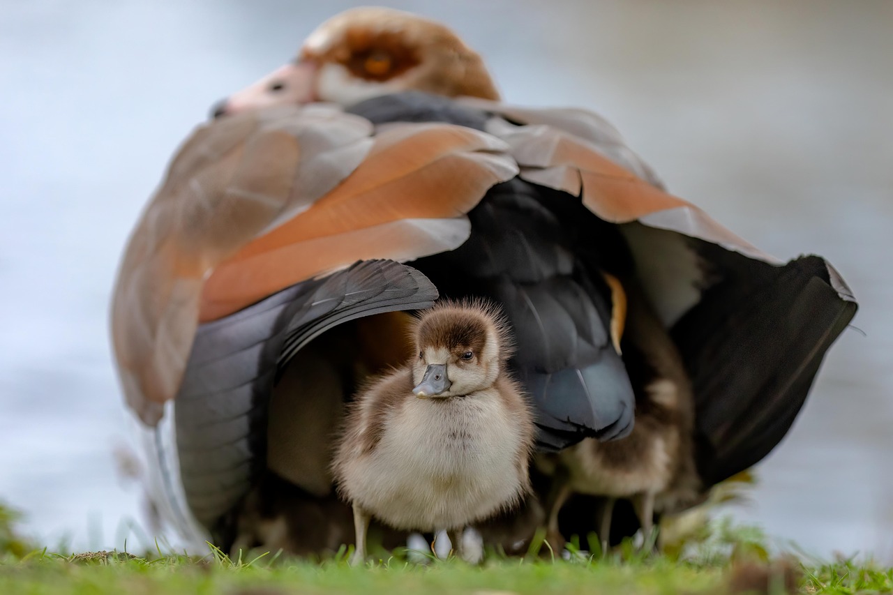 egyptian goose, goose, gosling, bird, baby, young, fauna, avian, hatched, wildbird, wildlife, siblings, nature, plumage, cute, spring, ornithology, mothers day, mother's day