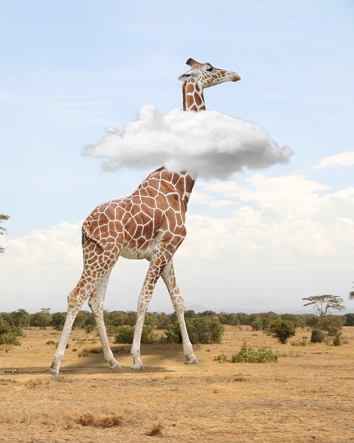Image for Savannah Spectacle