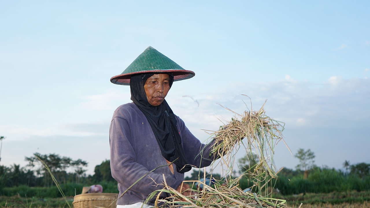 agriculture, farmer, rice harvesting, harvesting, indonesian farmer, farming