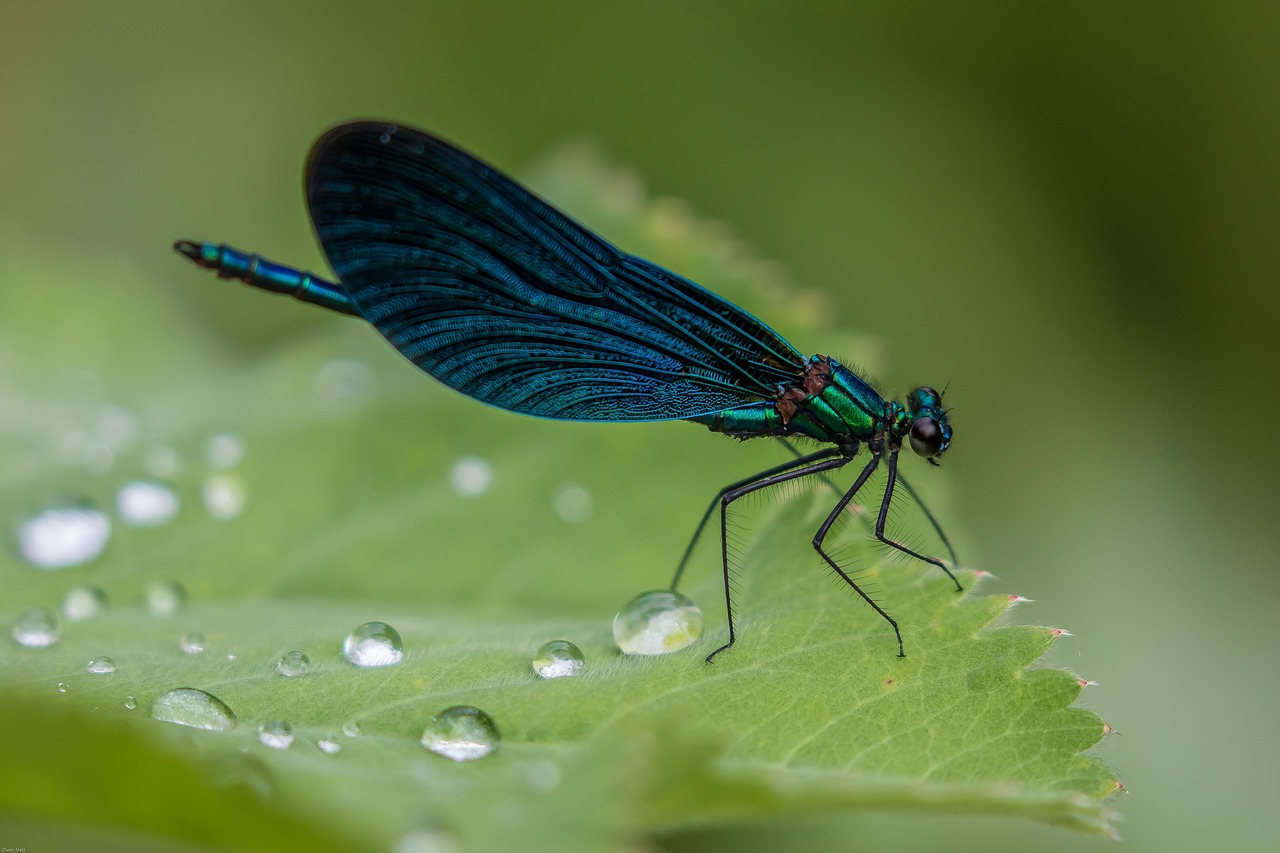 dragonfly, insect, macro, wings, dragonfly wings, winged insect, odonata, anisoptera, entomology, fauna, nature, close up, macro photography