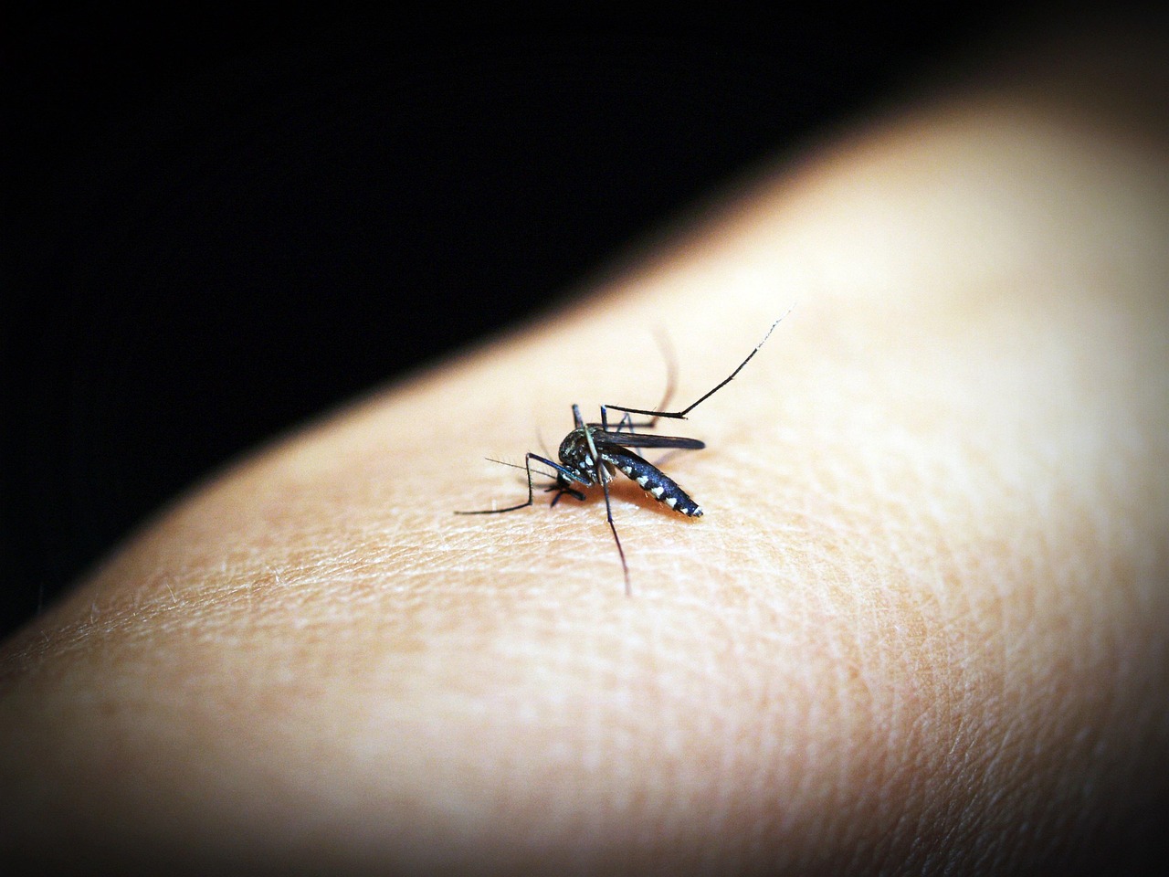 mosquito, malaria, gnat, bite, insect, pain, human, sickness, tropical, sucking, pest, medical, parasitic, macro nature, summer, sucker, disease, epidemic, black, medicine, macro, dipterus, small, sting, feeding, wing, magnification, up, biology, haustellum, bug, parasite, carrier, needle, dengue, bloodsucker, skin, trunk, fauna, infectious, unhygienic, virus, health, nature, detail, animal, stinging