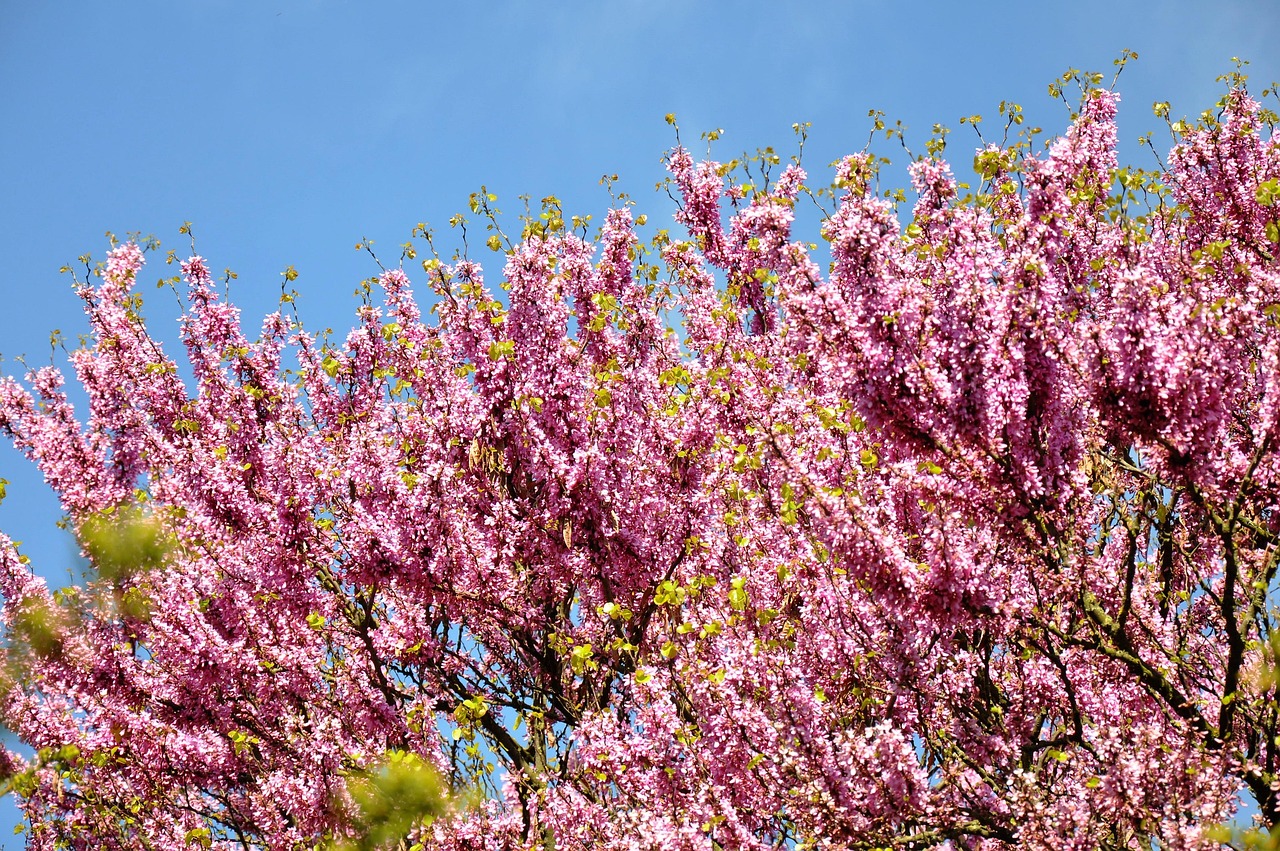 judas tree, spring, bloom