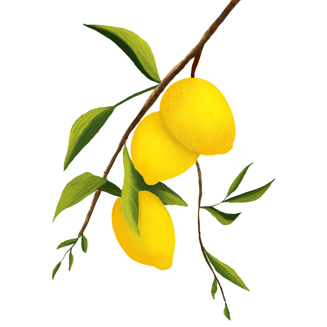 lemons, fruits, digital art, digital drawing, citrus fruits, art, cutout