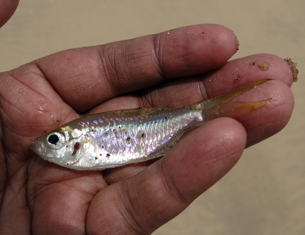 minnow, puntius, fish, estuarine, terekhol river, freshly caught, india, brown fish, brown fishing