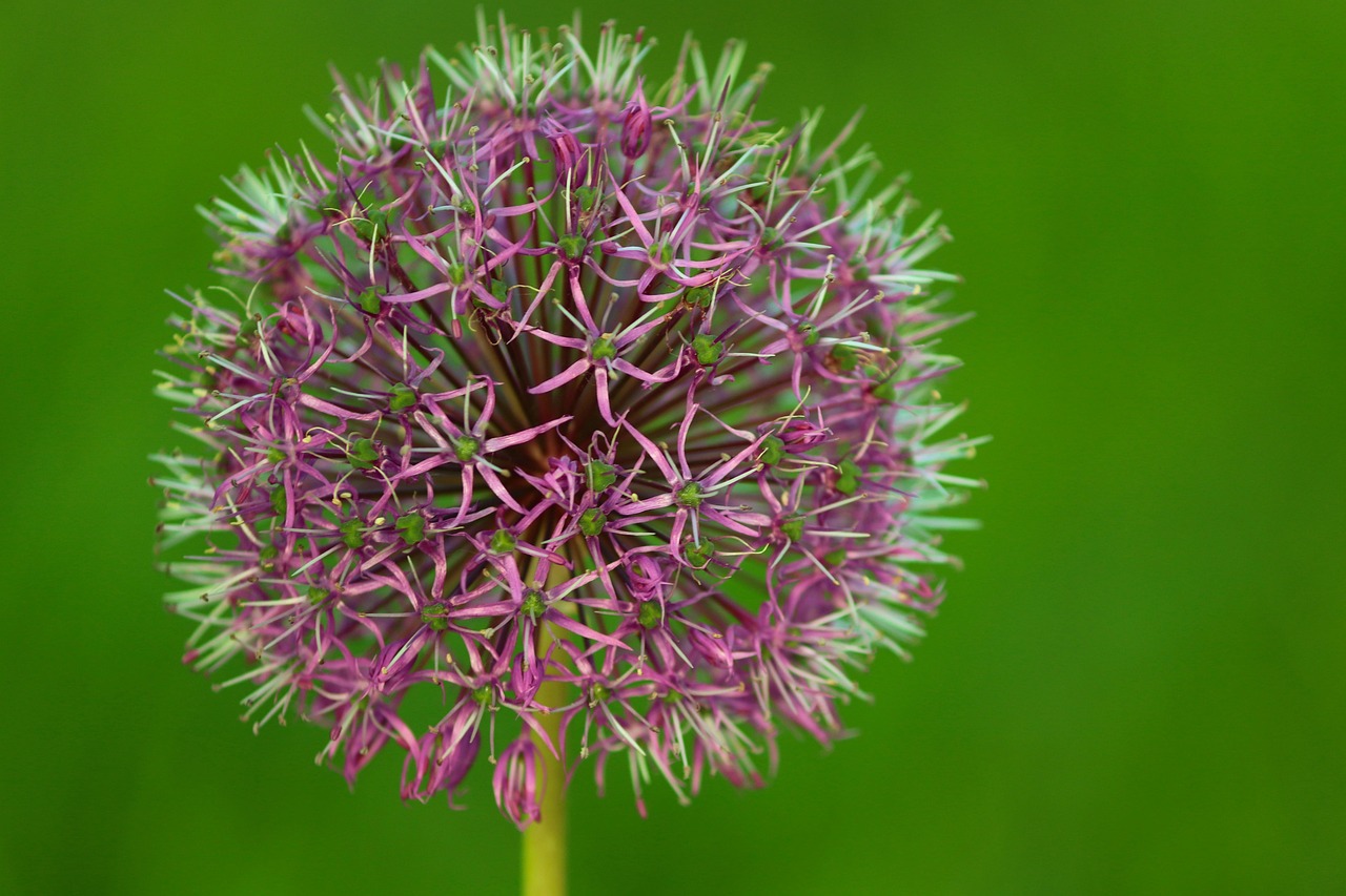 allium, flowers, plant, ornamental onion, leek, giant allium, allium giganteum, purple flowers, bloom, spring flowers, spring, garden, nature, closeup