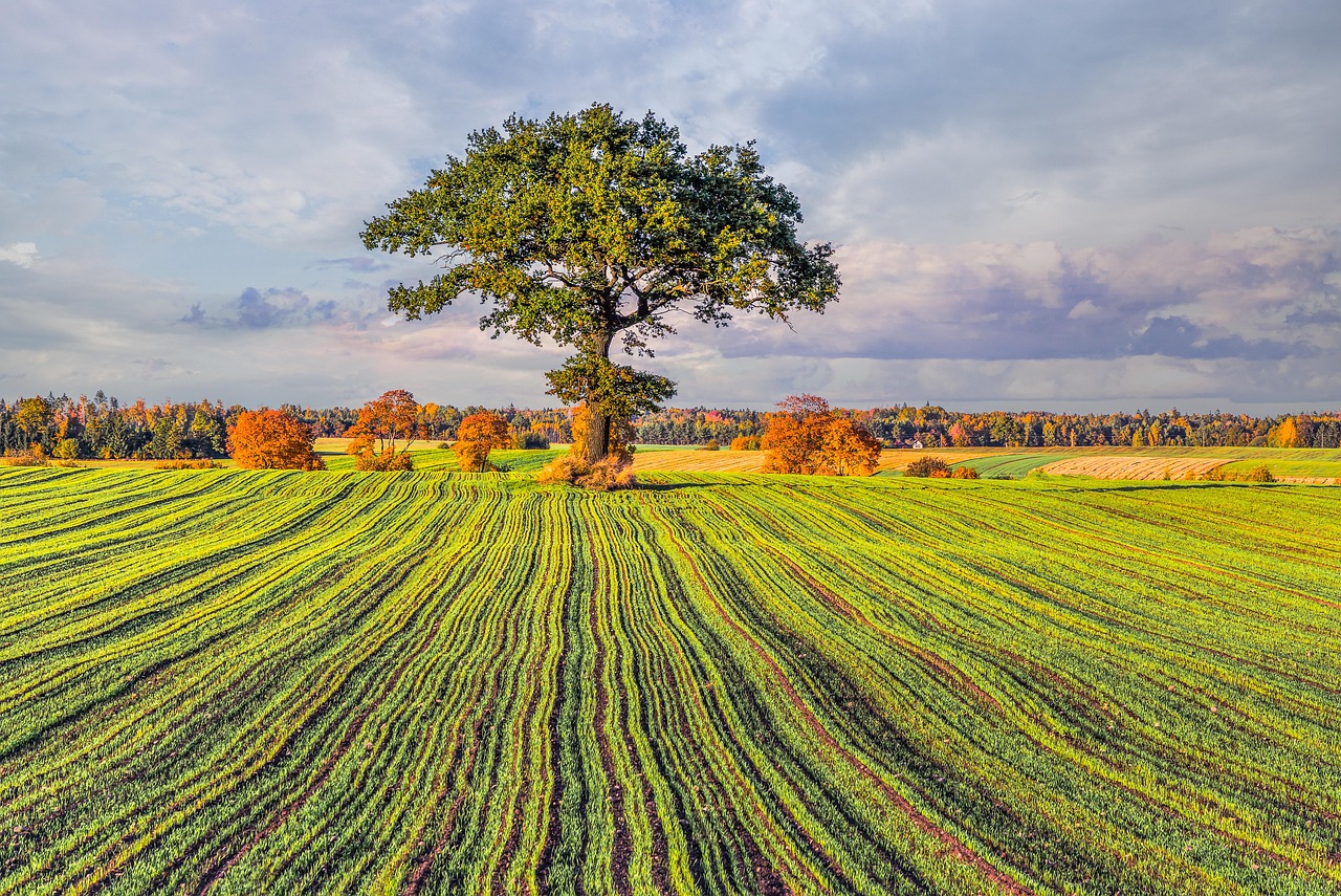 tree, field, meadow, oak, autumn, sky, leaves, grass