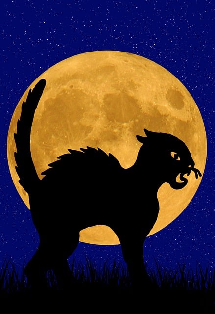 cat, animal, nature, mammal, feline, wildlife, howling, howl, night, wild, moon, stars, silhouette, nighttime, full moon, halloween, dark, fantasy, landscape, evening, atmosphere, mood, copy space, greeting card