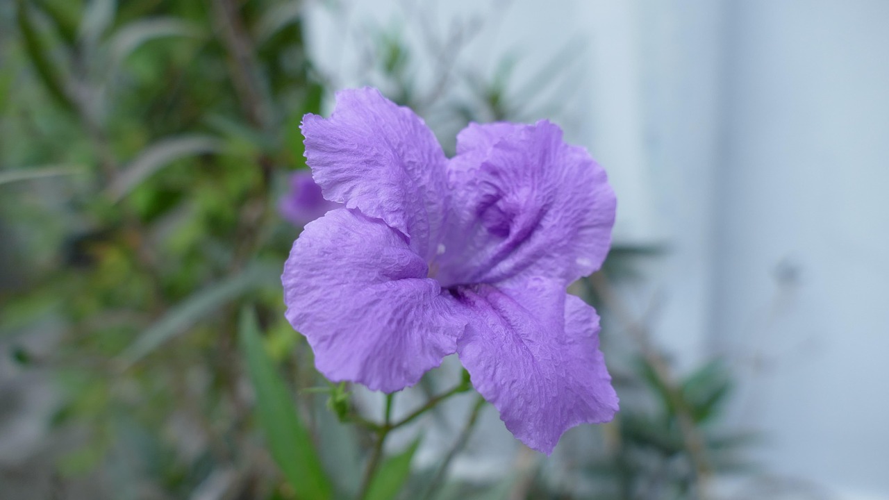 flower, việt nam, nature, color, violet, floral, hoa thạch thảo, hoa chiều tím