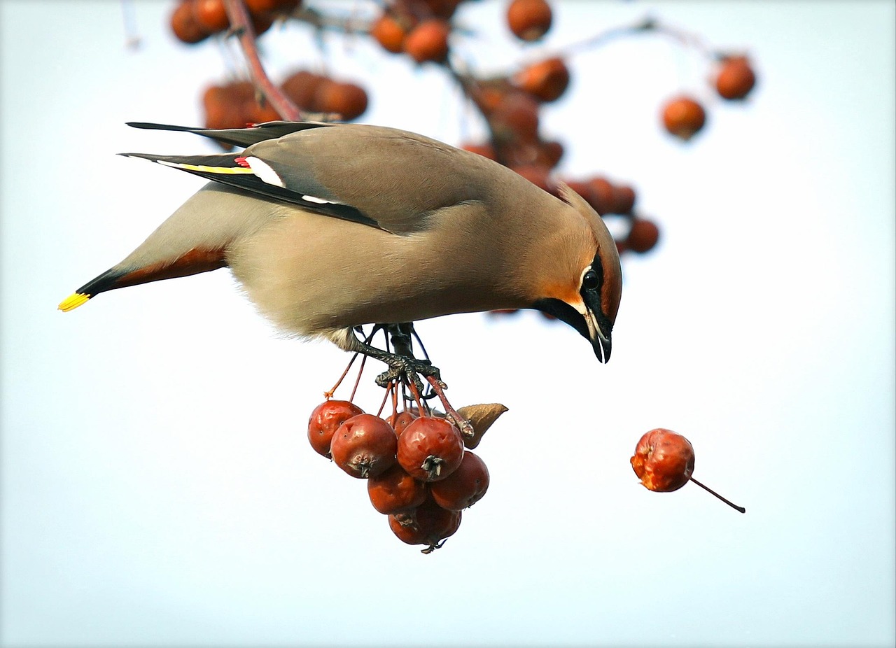 waxwing, hawthorn, bird, spring, sparrow, tree, close-up, forest, fruit