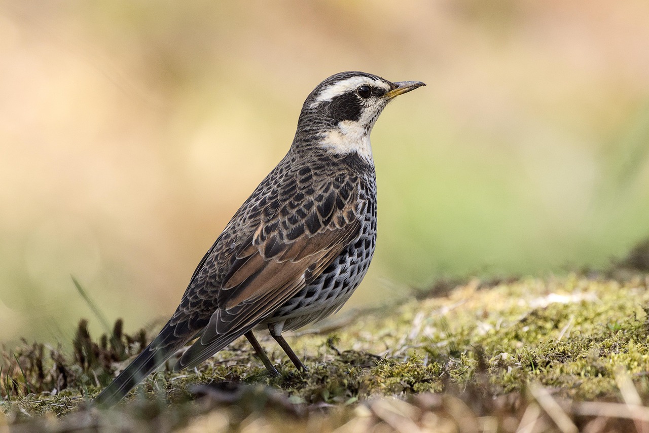 bird, throttle, rustwing thrush, nature