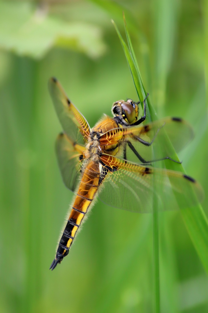 dragon-fly, vierfleck, insect, wing, close up, nature, macro, protection of species, summer, spring, environmental protection, four-spot dragonfly, types of die, sailing dragonfly, biotope, macro shot, animal, eyes, head