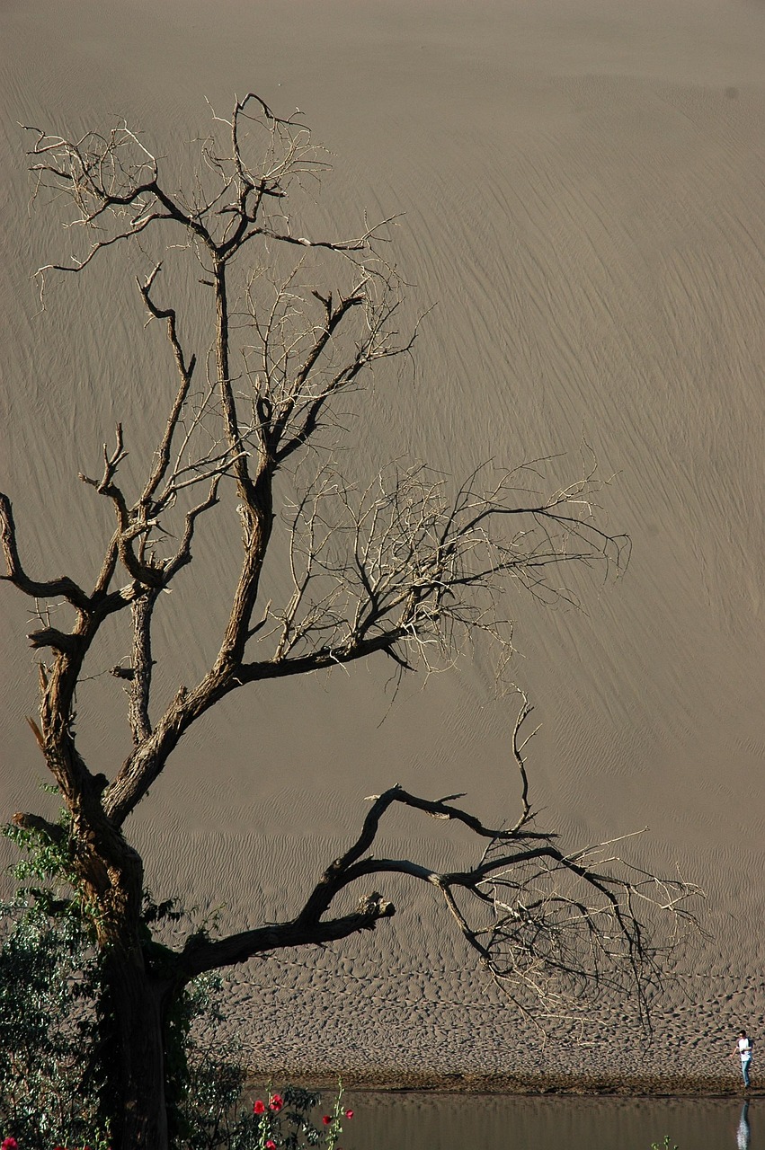 china, gansu, dunhuang, dead tree