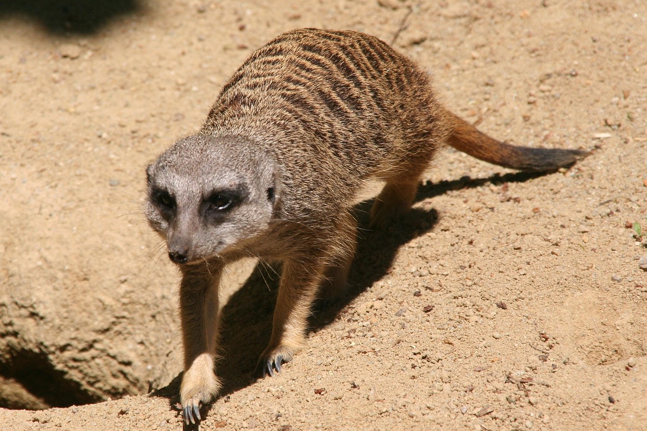 meerkat, tiergarten, zoo