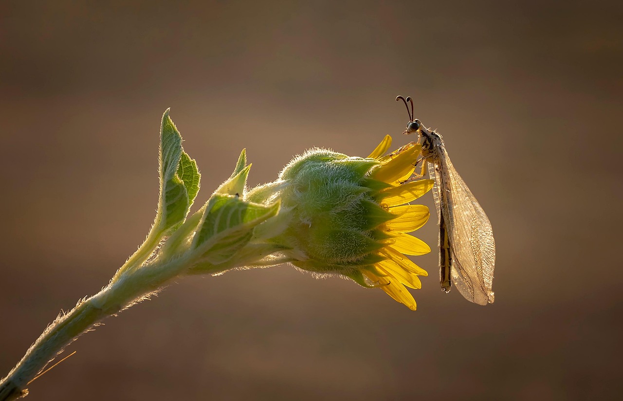 myrmeleon, insect, flower, antlion, wings, bud, plant, nature, macro