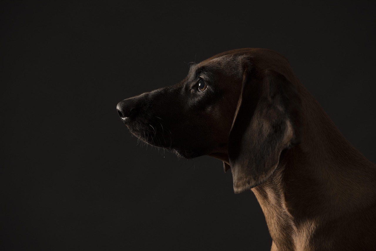bavarian mountain bloodhound, portrait of dog, siluette dog
